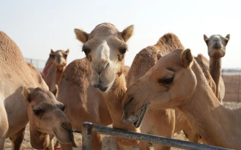 Camel Farm Liwa Desert