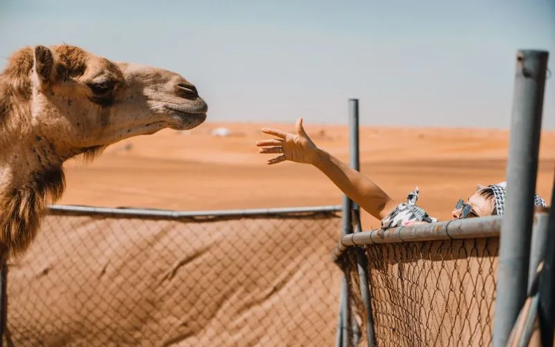 Camel Farm Visit in Abu Dhabi desert